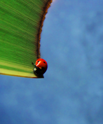 ladybug